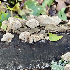 Stereum fasciatum