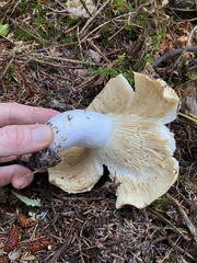 Russula brevipes acrior