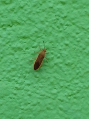 Catorhintha selector