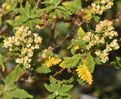Chamaebatiaria millefolium