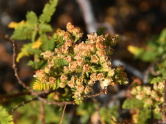 Chamaebatiaria millefolium