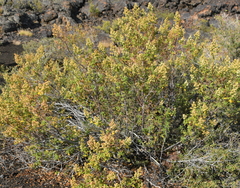 Chamaebatiaria millefolium