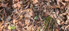 Cryptostylis