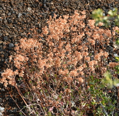 Eriogonum umbellatum