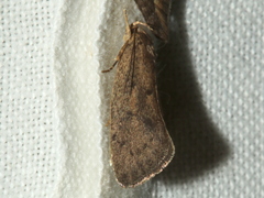 Syncometes vilis