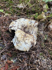 Russula brevipes acrior