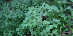 Euphorbia nutans