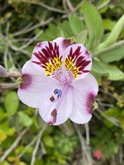Alstroemeria pulchra