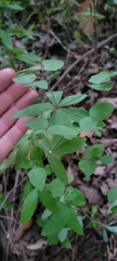 Euphorbia nutans