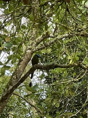 Momotus aequatorialis