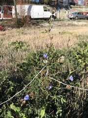 Cichorium intybus