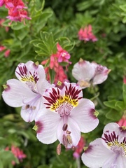 Alstroemeria pulchra
