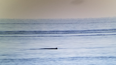 Megaptera novaeangliae