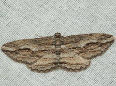 Syneora strixata