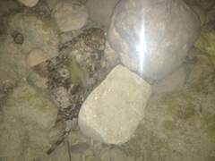 Scorpaena porcus