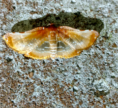 Thyrididae