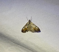 Evergestis subterminalis