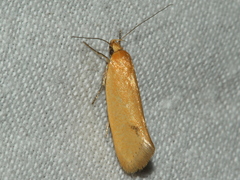 Telocharacta hemicroca