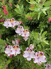 Alstroemeria pulchra