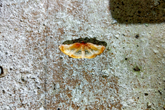 Thyrididae