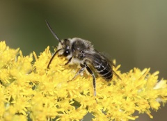 Colletes compactus compactus