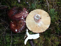 Russula olivacea