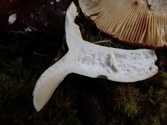 Russula olivacea