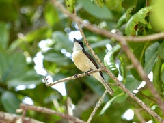 Myiagra vanikorensis rufiventris