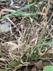 Agrostis perennans