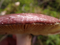 Russula olivacea