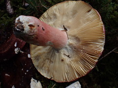 Russula olivacea