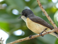 Myiagra vanikorensis rufiventris