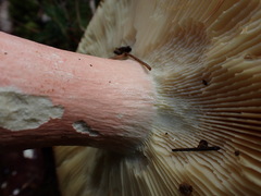 Russula olivacea