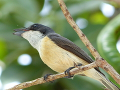 Myiagra vanikorensis rufiventris