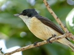 Myiagra vanikorensis rufiventris