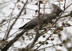 Corythaixoides concolor
