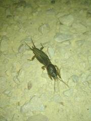 Gryllotalpa
