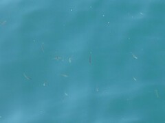 Cymatogaster aggregata