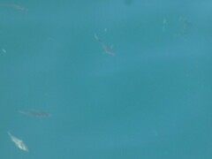 Cymatogaster aggregata