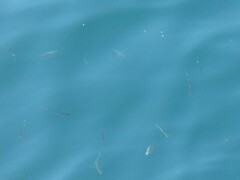 Cymatogaster aggregata