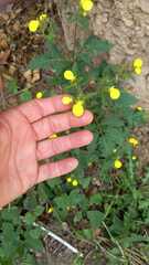Calceolaria