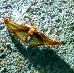 Thyrididae