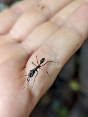 Odontomachus chelifer