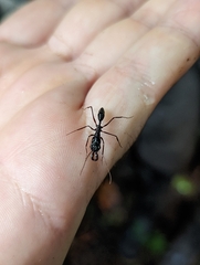 Odontomachus chelifer