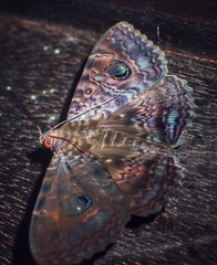 Speiredonia spectans