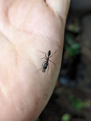 Odontomachus chelifer