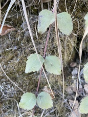 Clinopodium douglasii