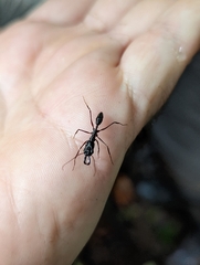 Odontomachus chelifer