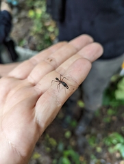 Odontomachus chelifer