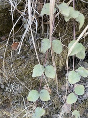 Clinopodium douglasii